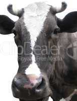 black-and-white cow on the white background