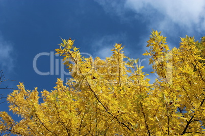 yellow autumn leaves on the tree