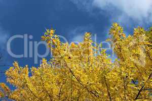yellow autumn leaves on the tree