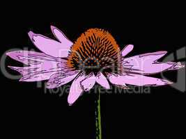 echinacea purpurea, heilpflanze