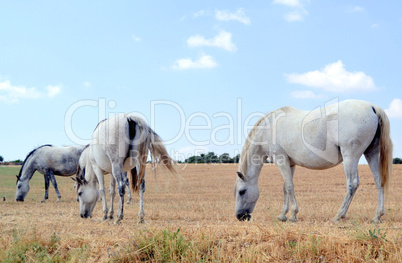 White horses grazing in the meadow