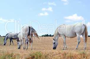 White horses grazing in the meadow