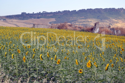 Field of sunflowers