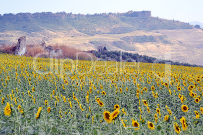 Field of sunflowers