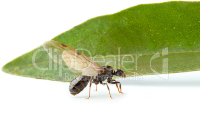 Winged ant worker with green leaf