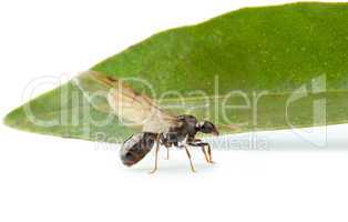 Winged ant worker with green leaf