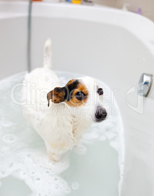 Dog taking a bath in a bathtub