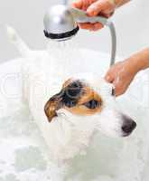 dog taking a bath in a bathtub