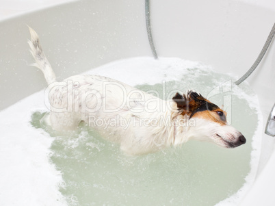 Dog taking a bath in a bathtub