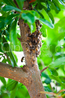 Honeybee Swarm Hanging On A Branch