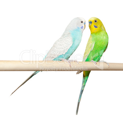 Two Budgie sit on a perch