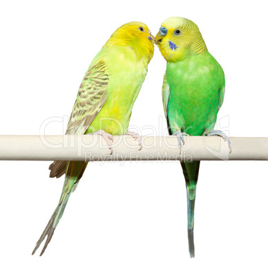 Two Budgie sit on a perch
