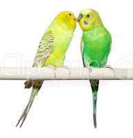 Two Budgie sit on a perch