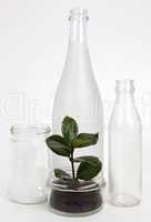 Cans and glass bottles with seedling