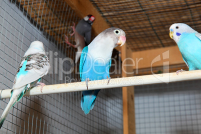 Blue budgerigars in the cage