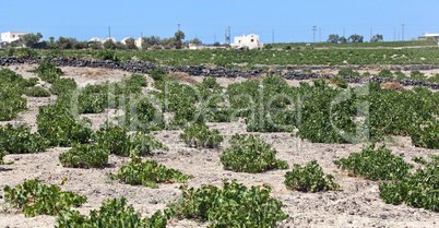 Santorini vineyard