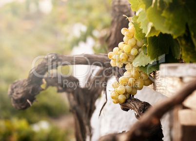 bunch of white grapes in the vineyard