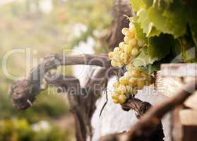 bunch of white grapes in the vineyard