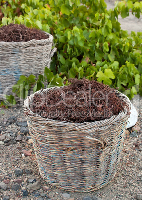 Baskets with stalks in the vineyard