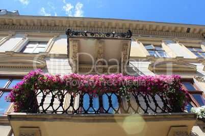 different beautiful flowers blossoming on the balcony