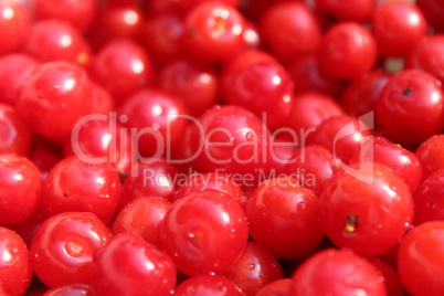 friuts of red berries of prunus tomentosa