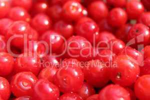 friuts of red berries of prunus tomentosa