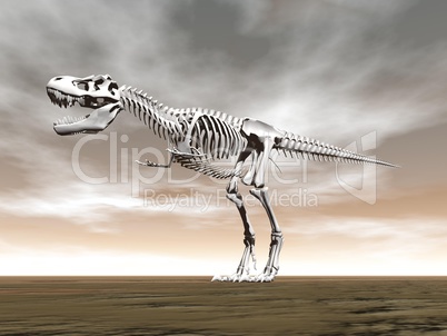 tyrannosaurus rex skeleton - 3d render