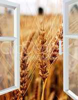 opened window to the field of wheat