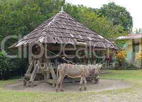Esel, Zuckerrohrmühle, Saint Lucia, Karibik