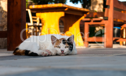 cat lying in the street near cafe table