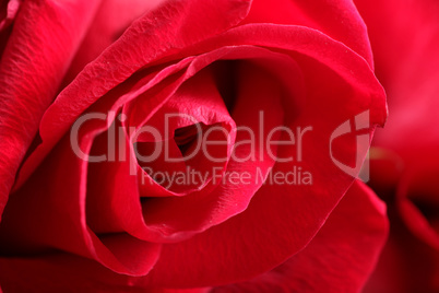 macro shot of an open red rose. valentine rose