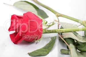 macro shot of a withered red rose threw in the floor.  concept o