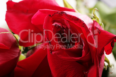 macro shot of petals of withered red rose