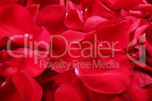 macro shot of background of red rose petals