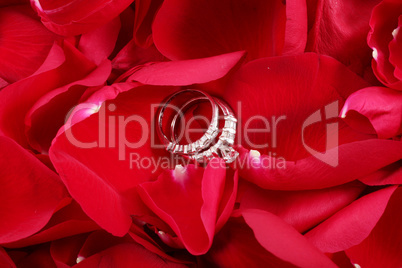 macro shot of set of wedding rings in red rose petals