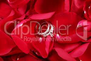 macro shot of set of wedding rings in red rose petals