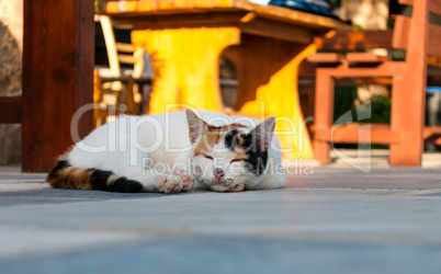 cat lying in the street near cafe table