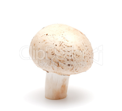 Mushroom a champignon