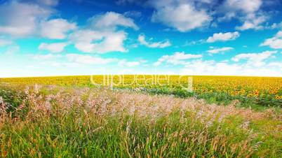 summer landscape - field of sunflowers on a background cloudy sky