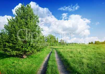 Road into the spring field