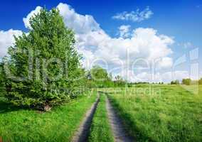 Road into the spring field