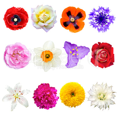 set of colorful flowers isolated on white background