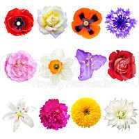 set of colorful flowers isolated on white background