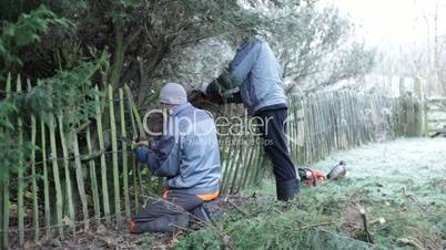 Gardeners pruning tree
