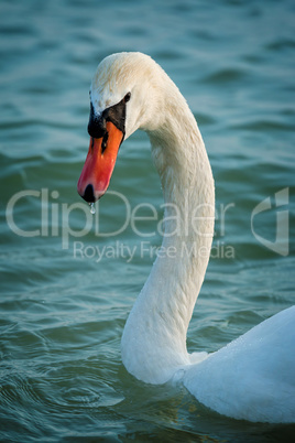 swan