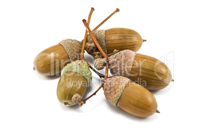 acorns