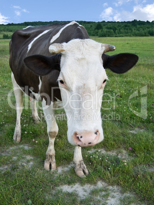 cow