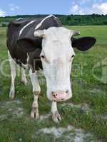 cow