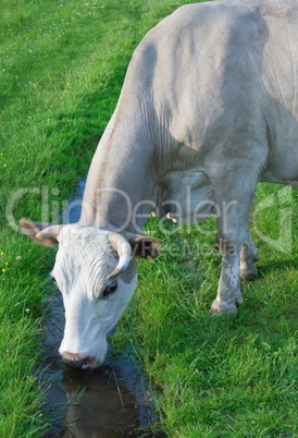 cow