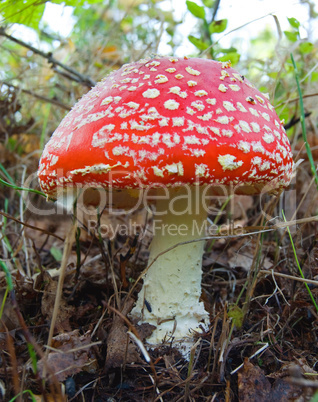 fly-agaric